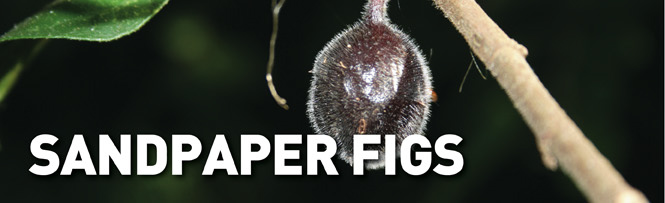 Sandpaper Figs