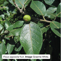 Ficus opposita fruit