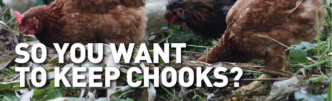 So you want to keep chooks?