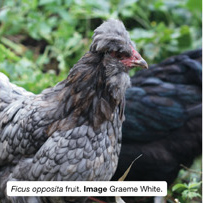 Chickens need to be fed well to lay well