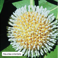 Nauclea orientalis