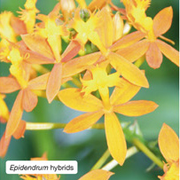 Epidendrum hybrids