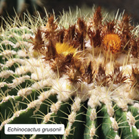 Echinocactus grusonii