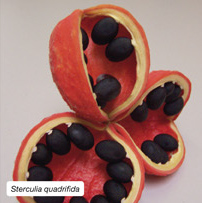 Sterculia quadrifida