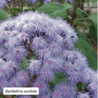 Bartlettina sordida
