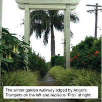 The winter garden walkway edged by Angel's Trumpets on the left and Hibiscus 'Ritzi' on the right