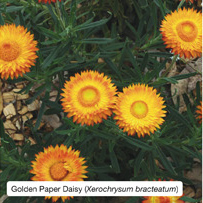 Golden Paper Daisy (Xerochrysum bracteatum)