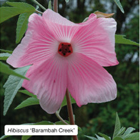 Hibiscus 'Barambah Creek'