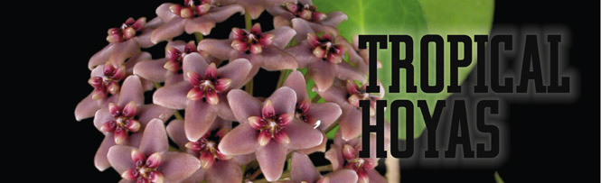 Tropical Hoyas
