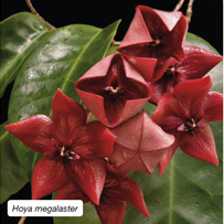 Hoya megalaster