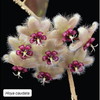 Hoya caudata
