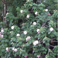 Hibiscus mutabilis - flower and foliage