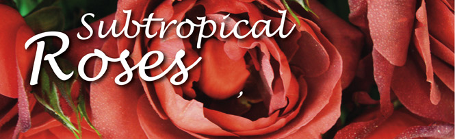 Subtropical Roses