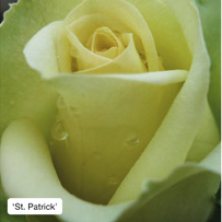 'St. Patrick'