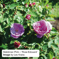 Maldivian Pink - 'Rose Edouard'