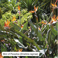 Bird of Paradise (Strelitzia reginae)