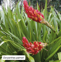 Doryanthes palmeri