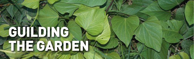 Guilding the garden