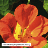 Nasturtiums (Tropaeolum majus)