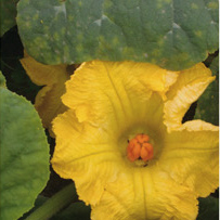 Queensland Blue flower