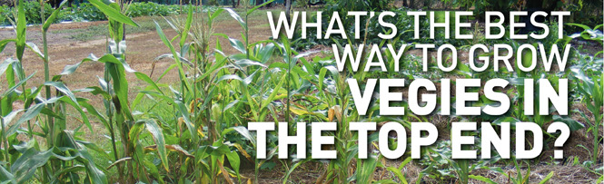 What's the best way to grow vegies in the Top End?