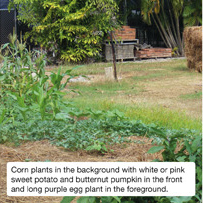 Corn plants in the background with white or pink sweet potato and butternut pumpkin in the front and long purple eggplant in the foreground
