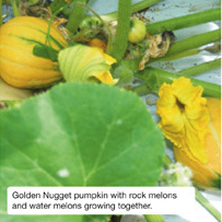 Golden Nugget pumpkin with rock melons and water melons growing together