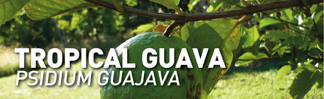 Tropical Guava (Psidium guajava)