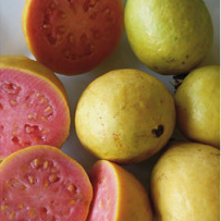 Psidium guajava fruit