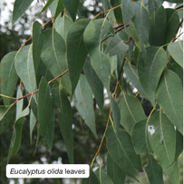 Eucalyptus olida leaves