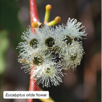 Eucalyptus olida flower