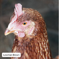 Lowman Brown