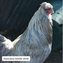 Araucana rooster silver
