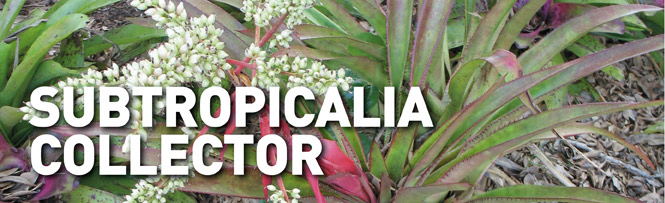 Subtropicalia Collector