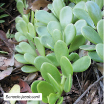 Senecio jacobsenii