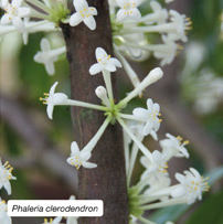 Phaleria clerodendron