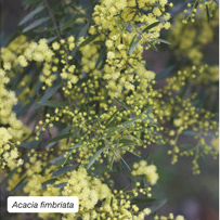 Acacia fimbriata
