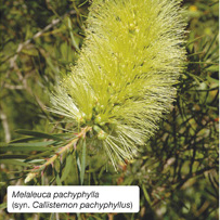 Malaleuca pachyphylla (syn. Callistemon pachyphyllus)