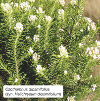 Ozothamnus diosmifolius (syn. Helichrysum diosmifolium)