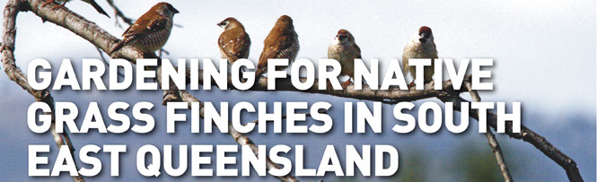 Gardening for native grass finches in South East Queensland