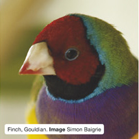 Finch, Gouldian. Image Simon Baigrie.