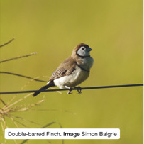 Double-barred Finch. Image Simon Baigrie.