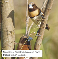 Mannikins, Chestnut-breasted Finch. Image Simon Baigrie.