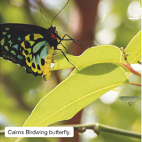 Cairns Birdwing butterfly