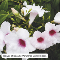 Bower of Beauty (Pandorea jasminoides). 