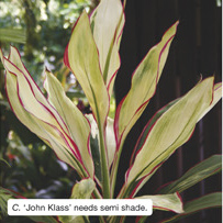 C. ‘John Klass’ needs semi shade. 