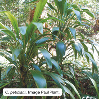C. petiolaris  Image Paul Plant 