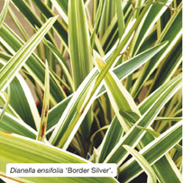 Dianella ensifolia ‘Border Silver’. 