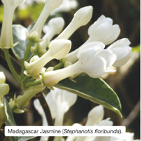 Madagascar Jasmine (Stephanotis floribunda). 