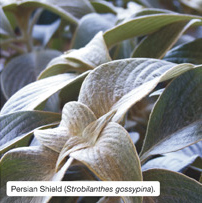 Persian Shield (Strobilanthes gossypina). 